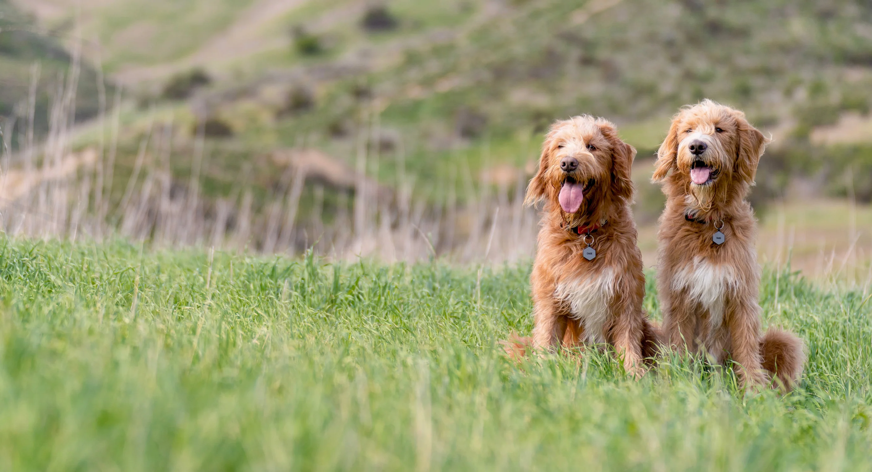 Elevated Style for Every Dog